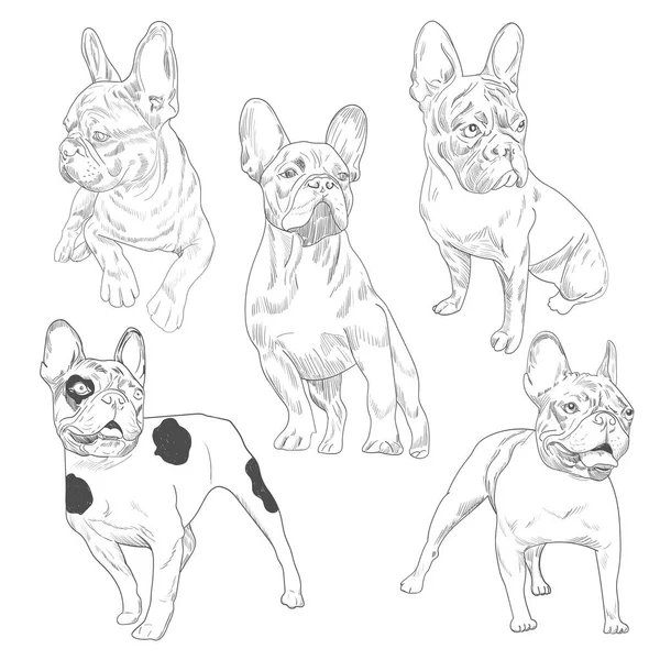 Rasowe pies, w różnych pozach ręcznie rysowane szkice. — Wektor stockowy