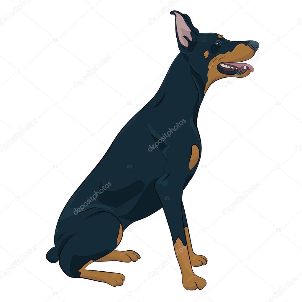 Dobermann sitting and panting with tongue out. Watchdog for your design.