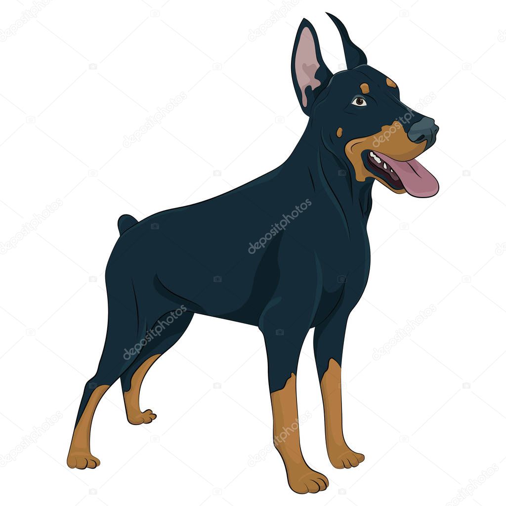 Dobermann standing and panting with tongue out. Watchdog for your design.