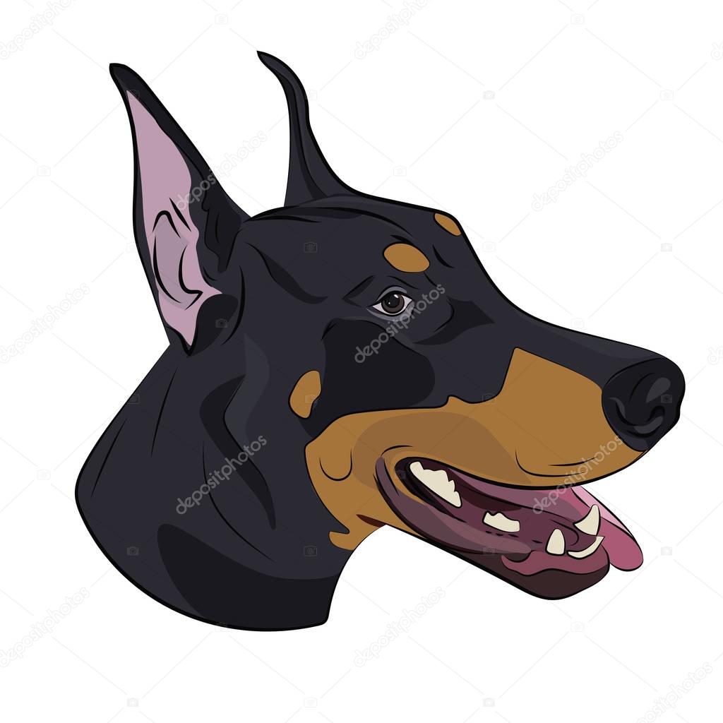 Dobermann panting with tongue out. Watchdog portrait for your design.