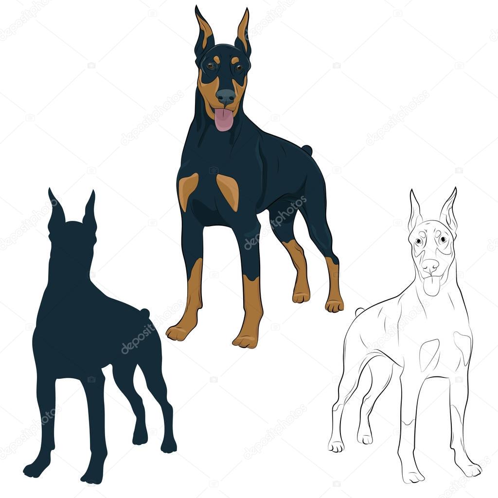 Dobermann standing and panting with tongue out. Watchdog for your design.