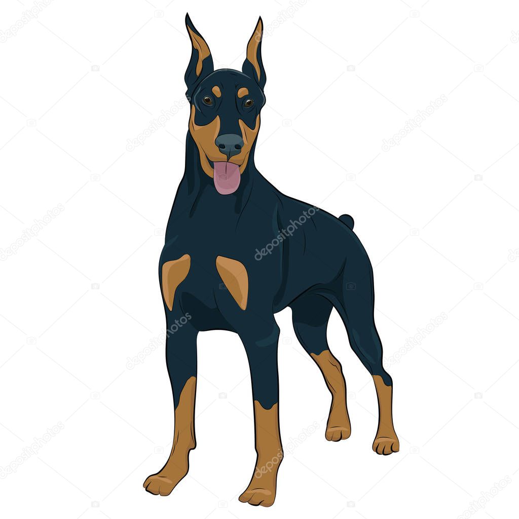 Doberman Pinscher standing isolated on white background.