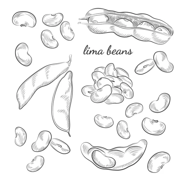 Limabönor hand dras illustration. — Stock vektor