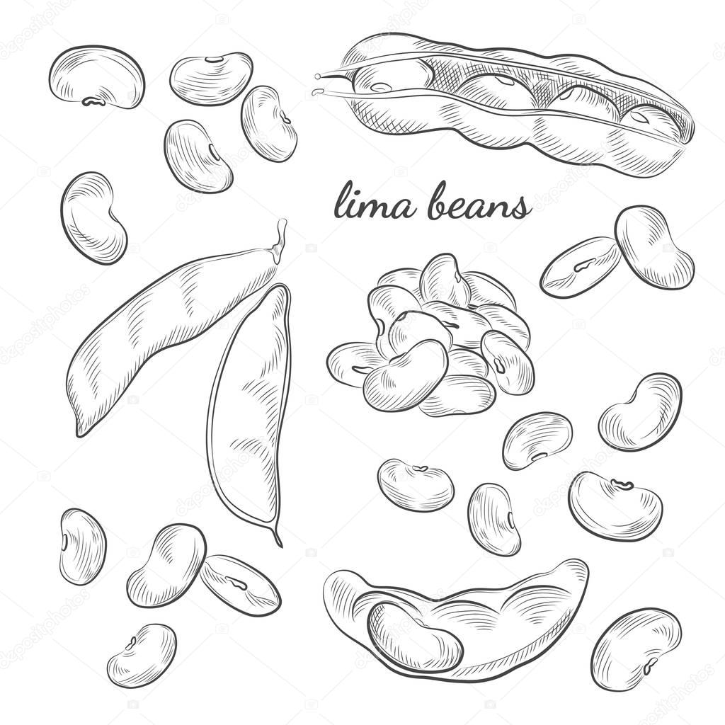 Lima beans hand drawn illustration.