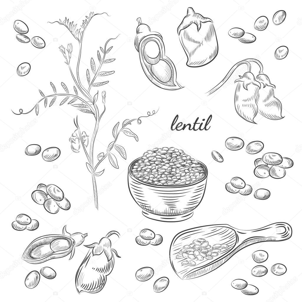 Lentil plant hand drawn illustration.