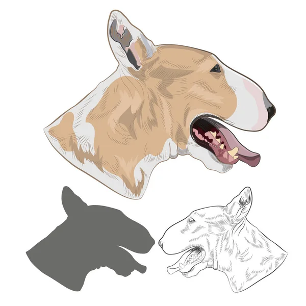 Bull Terrier raza perro aislado sobre fondo blanco . — Vector de stock