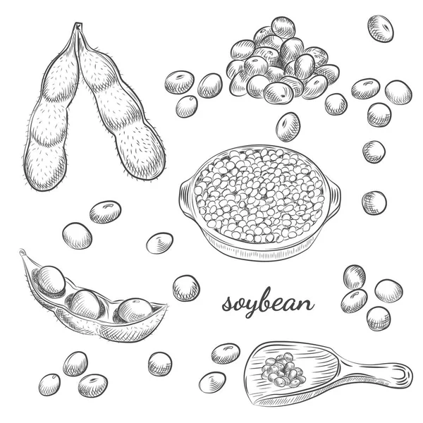 Bol de soja et gousses esquisse dessinée à la main sur fond blanc . — Image vectorielle