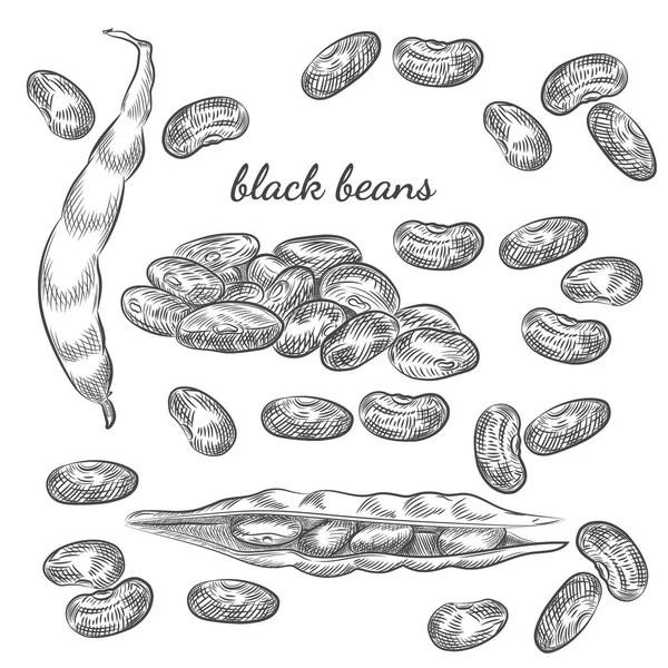 Frijoles negros boceto dibujado a mano sobre fondo blanco . — Vector de stock