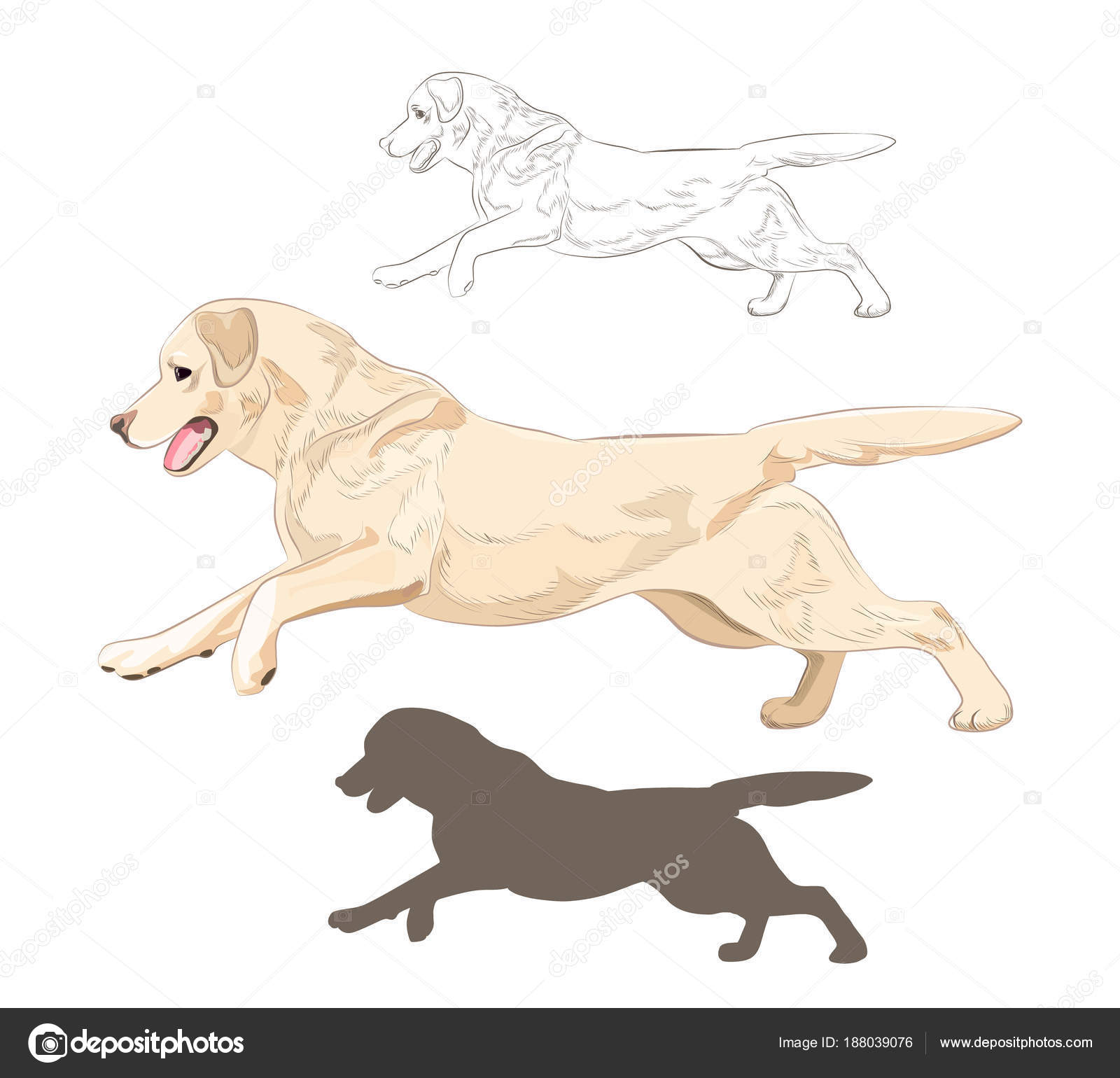 Labrador Hund läuft isoliert auf weißem Hintergrund. Stock-Vektorbild von  ©surreal66 188039076, image size:1600x1540