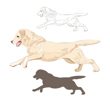 Labrador köpek çalışan beyaz arka plan üzerinde izole.