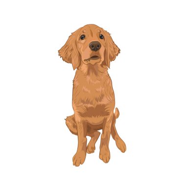 Golden Retriever şirin köpek yavrusu oturan.