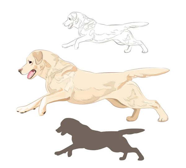 Labrador perro corriendo aislado sobre fondo blanco . — Vector de stock