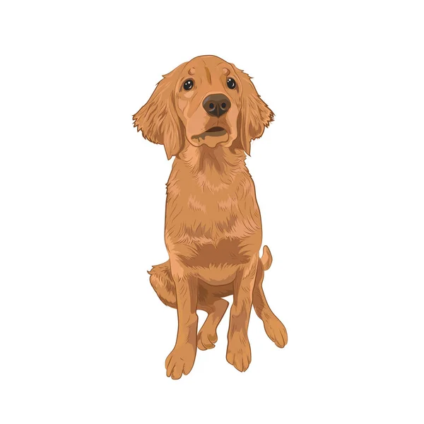 Golden Retriever lindo cachorro sentado . — Vector de stock