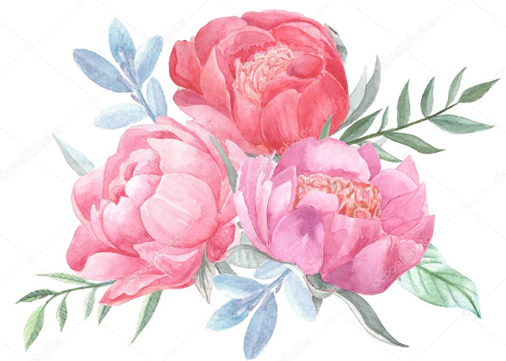 Peonies blooming and leaves isolated on white background.