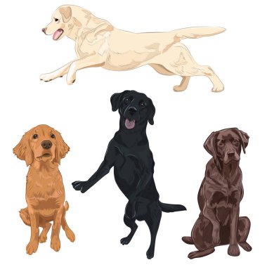 Beyaz arka plan üzerinde izole Labrador köpek.