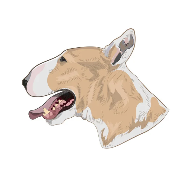 Bull Terrier raza perro aislado sobre fondo blanco . — Vector de stock