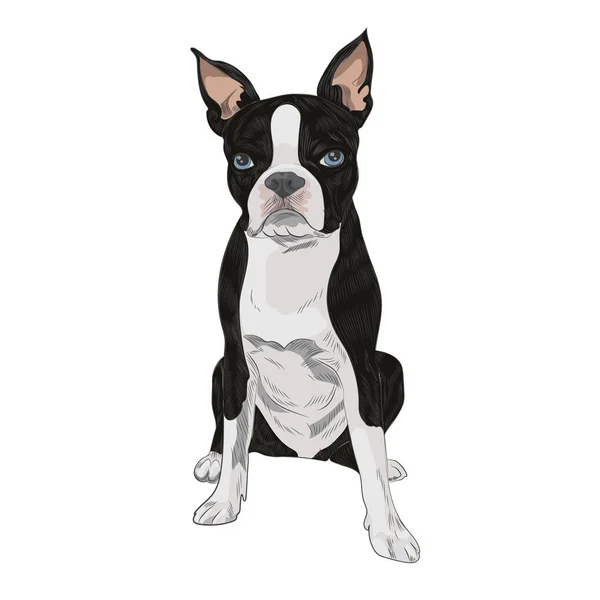Бостон-тер'єр породи собак, ізольовані на білому тлі. — стоковий вектор