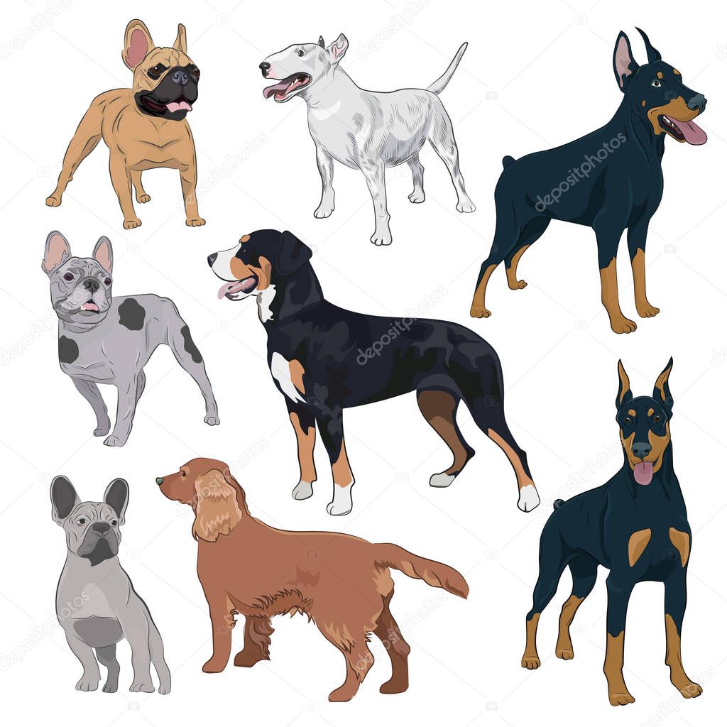 Standing dogs collection isolated on white background.