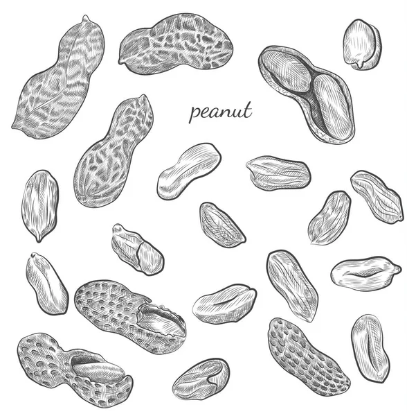 Illustrazione disegnata a mano di arachidi . — Vettoriale Stock