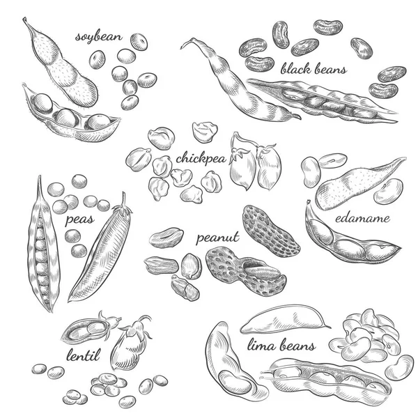 Legumes ilustração desenhada à mão . — Vetor de Stock