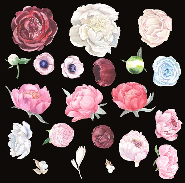 Aquarela Coleção Floral Peônias Anêmonas Rosas Flores Desenhadas Mão Isoladas — Fotografia de Stock