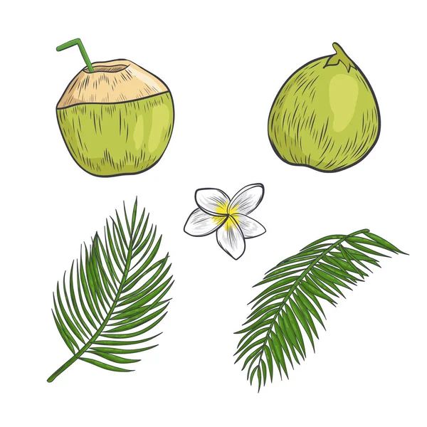 Tropikalne Elementy Natury Odizolowane Białym Tle Napój Kokosowy Frangipani — Wektor stockowy