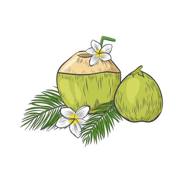 Coco Verde Con Paja Para Beber Leche Coco Con Plumeria — Vector de stock