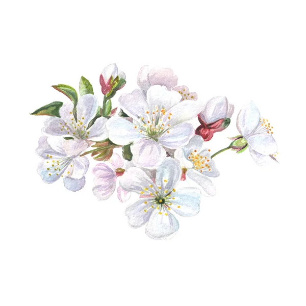 白い背景に孤立した果実の木の枝を開花させる 春桜手描き水彩イラスト — ストック写真