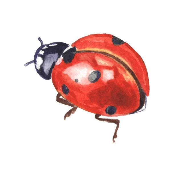 Red Spotted Ladybug Isolated White Background Hand Painted Watercolor Insect — Stock Photo, Image