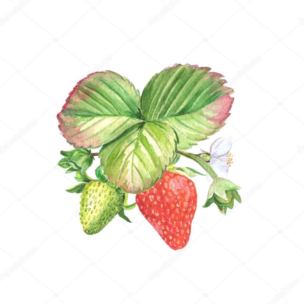 Strawberry botanical composition isolated on white background. Green and ripe berries with leaves and blossoms hand painted watercolor illustration.