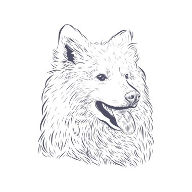 Samoyed köpek vektörü izole edildi. Samoyed köpek kafası beyaz arka planda nefes nefese.