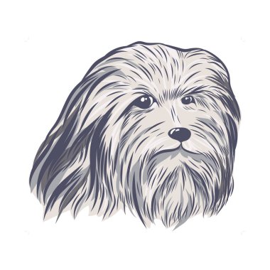 Aslan Bizon kafası, vektör çizimi. Sakallı çoban köpeği yüzü beyaz arkaplanda izole edildi.
