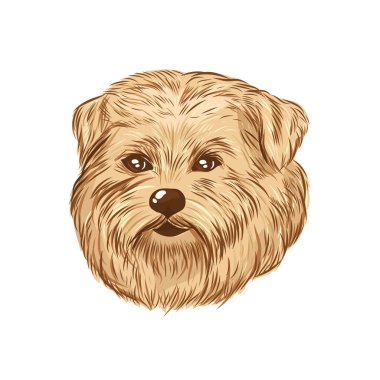 Norfolk Teriyeri baş vektör çizimi. Beyaz arkaplanda köpek yüzü izole.