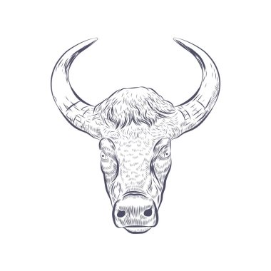 Boğa başlı vektör çizimi. Beyaz arkaplanda izole edilmiş boynuzlu öküz.