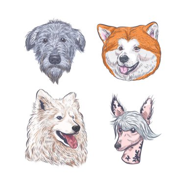 Köpek kafaları toplama vektör çizimi. Safkan köpek yüzleri beyaz arkaplanda izole edilmiş..