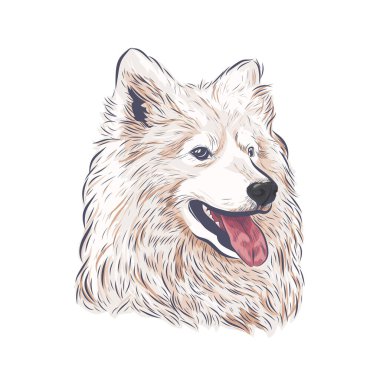 Samoyed köpek vektörü izole edildi. Samoyed köpek kafası beyaz arka planda nefes nefese.