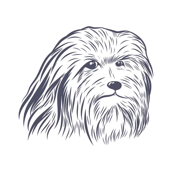 Lion Bichon Head Hand Drawn Vector Sketch Bearded Collie Face — Stock Vector