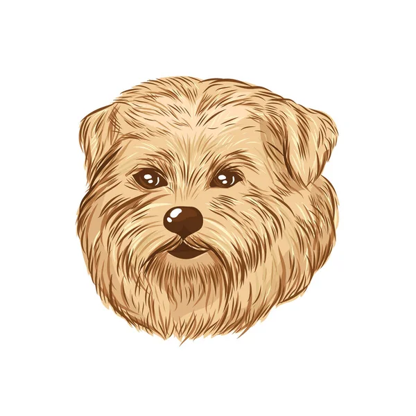 Norfolk Terrier Head Vector Sketch Dog Face Isolated White Background — Stock Vector