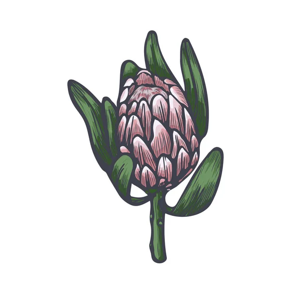 Κεφάλι Της Protea Σχεδιάζει Διανυσματικό Σκίτσο Εξωτικό Λουλούδι Protea Απομονωμένο — Διανυσματικό Αρχείο