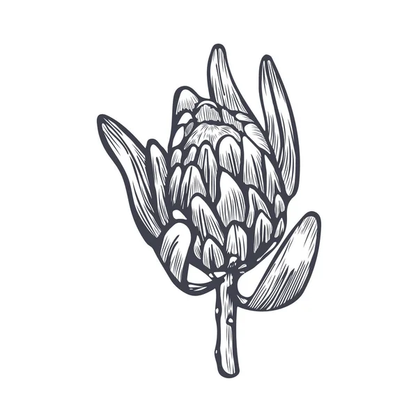 Набросок Головы Протея Нарисован Вручную Эскиз Экзотического Цветка Протея Белом — стоковый вектор