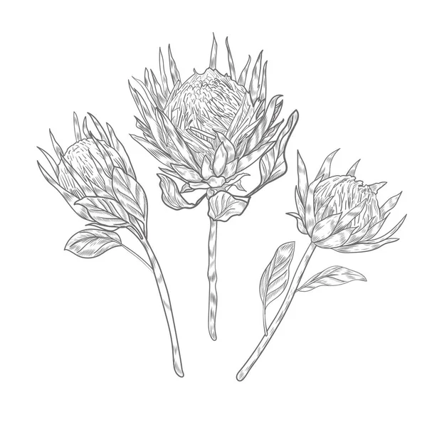Три Цветка Протея Длинных Стеблях Векторная Рука Цветка Протея Белом — стоковый вектор