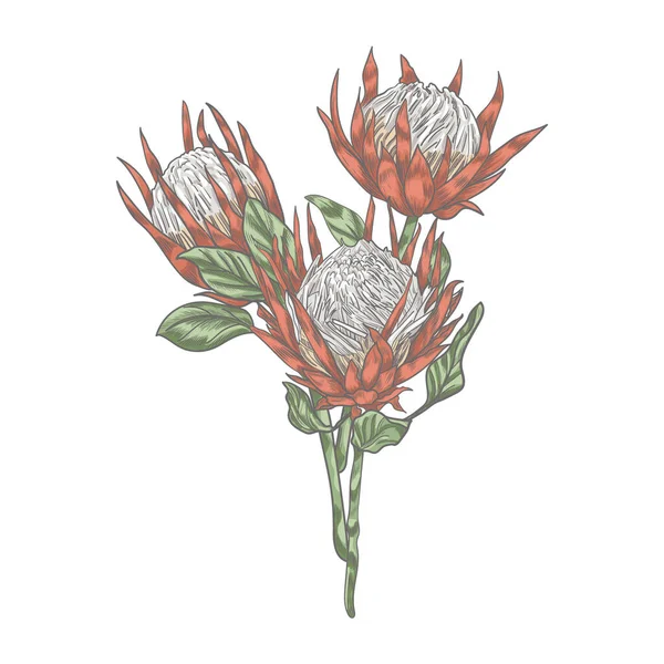Τρία Λουλούδια Protea Στην Απεικόνιση Φορέα Μακρά Στελέχη Protea Λουλούδι — Διανυσματικό Αρχείο