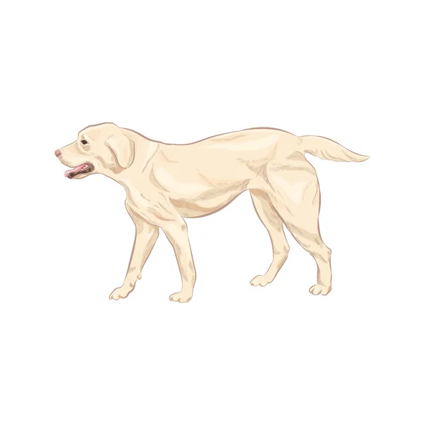 Labrador Hund Steht Vor Weißem Hintergrund Labrador Retriever Tiervektorillustration — Stockvektor