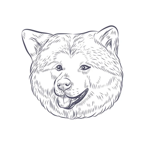 北海道犬の顔ベクトルイラスト 秋田犬頭白地に隔離 — ストックベクタ