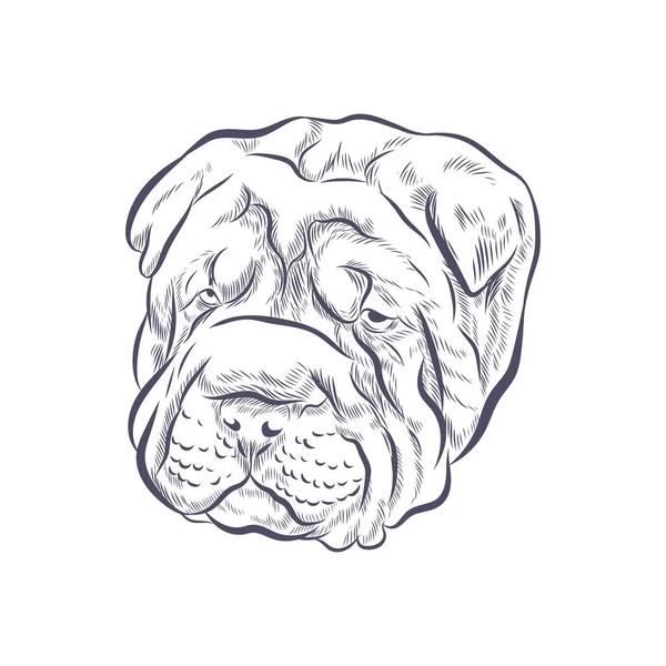 Shar Pei Hundekopf Vektorskizze Sharpei Faltiges Gesicht Auf Weißem Hintergrund — Stockvektor
