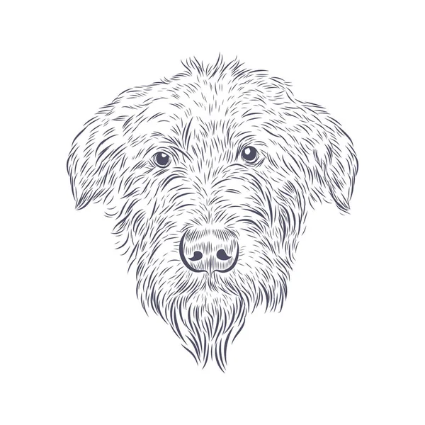 Testa Cane Lupo Irlandese Isolato Sfondo Bianco Wolfhound Volto Schizzo — Vettoriale Stock