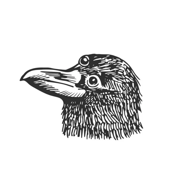 Trois Yeux Tête Corbeau Isolé Sur Fond Blanc Illustration Vectorielle — Image vectorielle