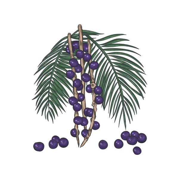 Acai Bessen Takken Met Bladeren Vector Illustratie Acai Bessen Close — Stockvector