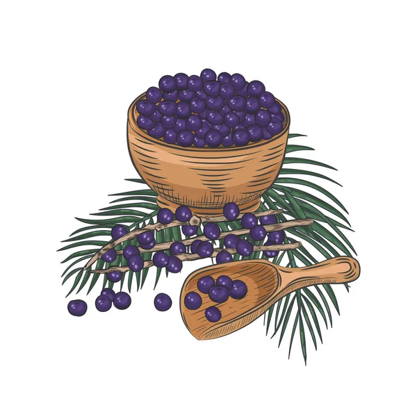 Acai üzümleri beyaz arka planda izole edilmiş. Kasede ve kaşıkta Acai üzümü. Akai yaprakları ve dallarıyla sakin bir hayat.