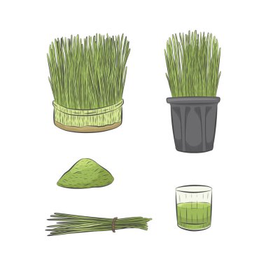 Green wheatgrass growing vector collection. Glass of green raw juice. Hand drawn healthy nutrition set. Bunch of wheat grass tied with a rope. clipart